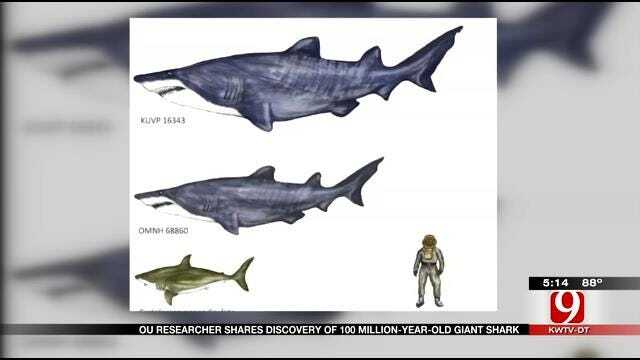 OU Paleontologists Celebrate Discovery Ancient "Jaws"-sized Shark