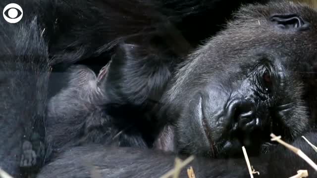 WATCH: 1-Day-Old Gorilla Cuddles With Mom In Zoo