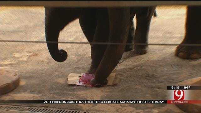 OKC Zoo Celebrates Elephant Achara's First Birthday