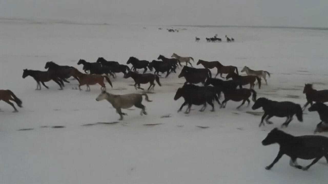 Hundreds Of Horses Run Through Snowy Mountains
