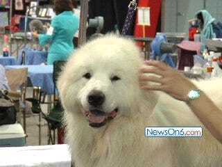 Tulsa Roundup Dog Show Raises the 'Roof' at Expo Square