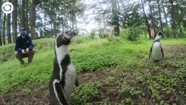 WATCH: 2 Oregon Zoo Penguins Take A Hike