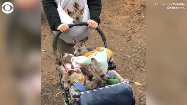 Watch: Kangaroos Go For A Stroll In A Stroller