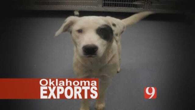 One Of Oklahoma’s Exports – Unwanted Pets
