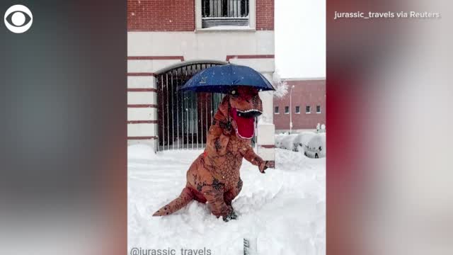 Watch: Dinosaur Plays In The Snow In Spain