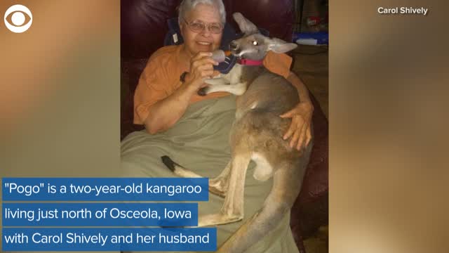 Watch: Pogo The Kangaroo Escapes, But Is Brought Home Safely 