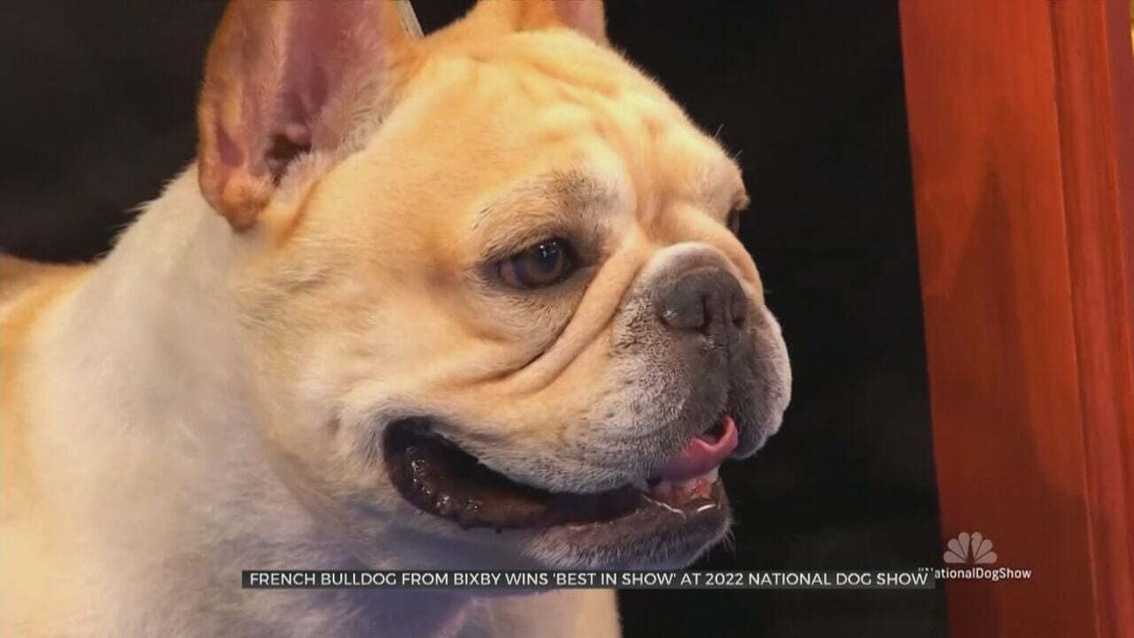 French Bulldog From Bixby Wins 'Best In Show' At 2022 National Dog Show