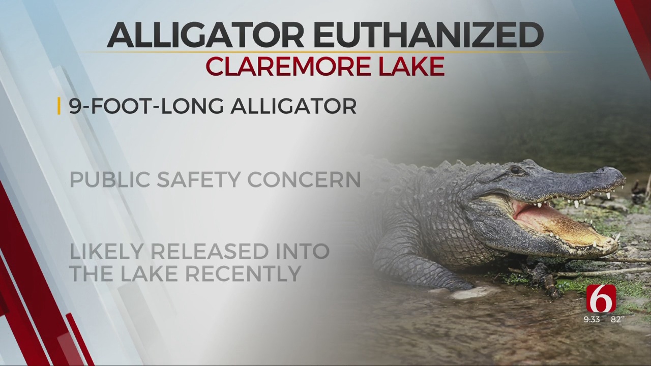 Game Wardens Euthanize Alligator Found In Claremore Lake