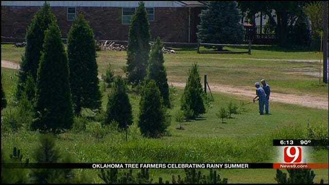 Oklahoma Tree Farmers Celebrating Rainy Summer