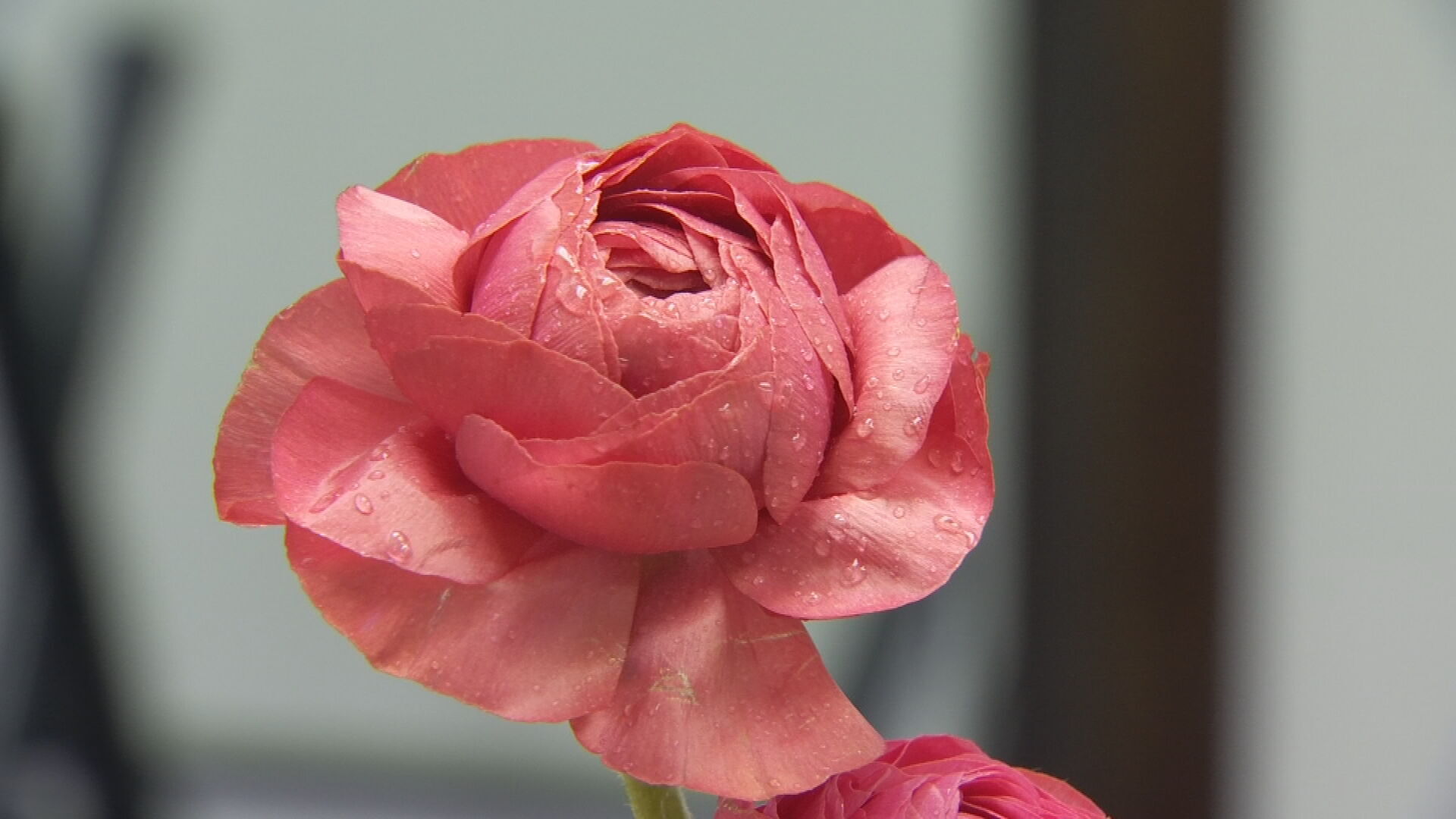 Flower Shortage Impacts Oklahoma Florists