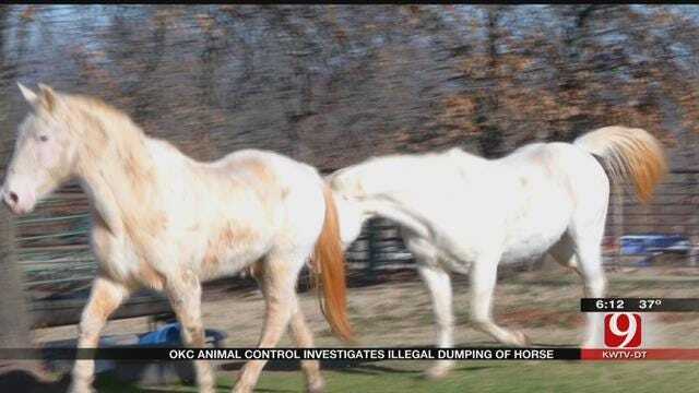 Dead Horse Illegally Dumped Near NE OKC Street