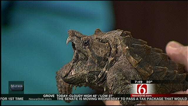 Wild Wednesday-Gator Snapping Turtle