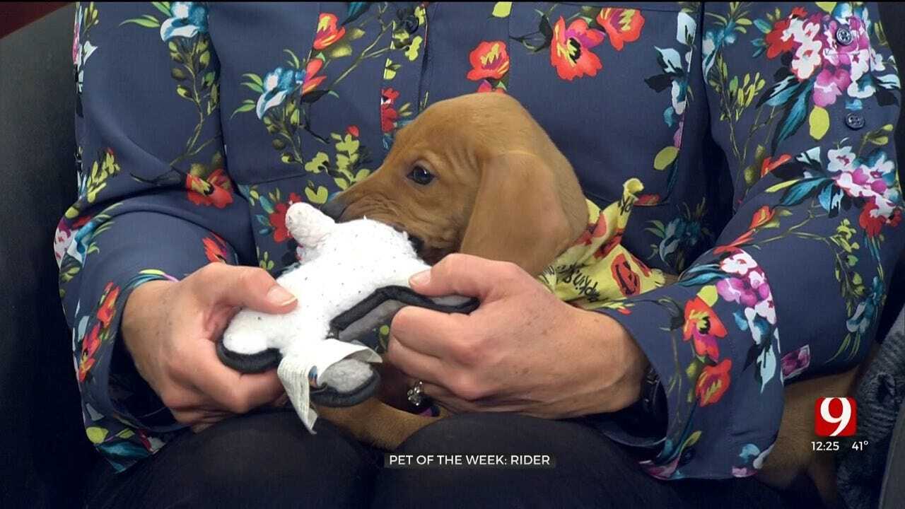 Pet of the Week: Rider