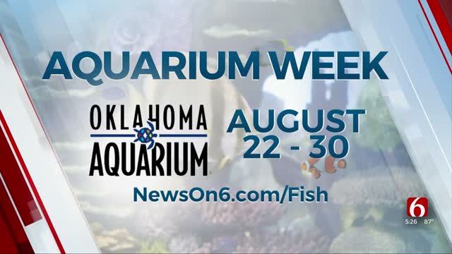 Oklahoma Aquarium Week Highlights 100 Exhibits At Jenks