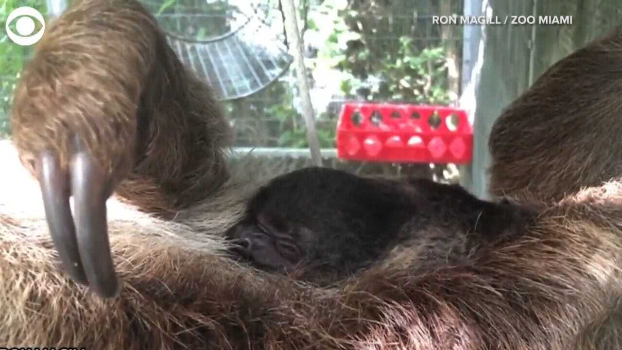 AWWW! Baby Sloth Cuddles With Mom At Miami Zoo