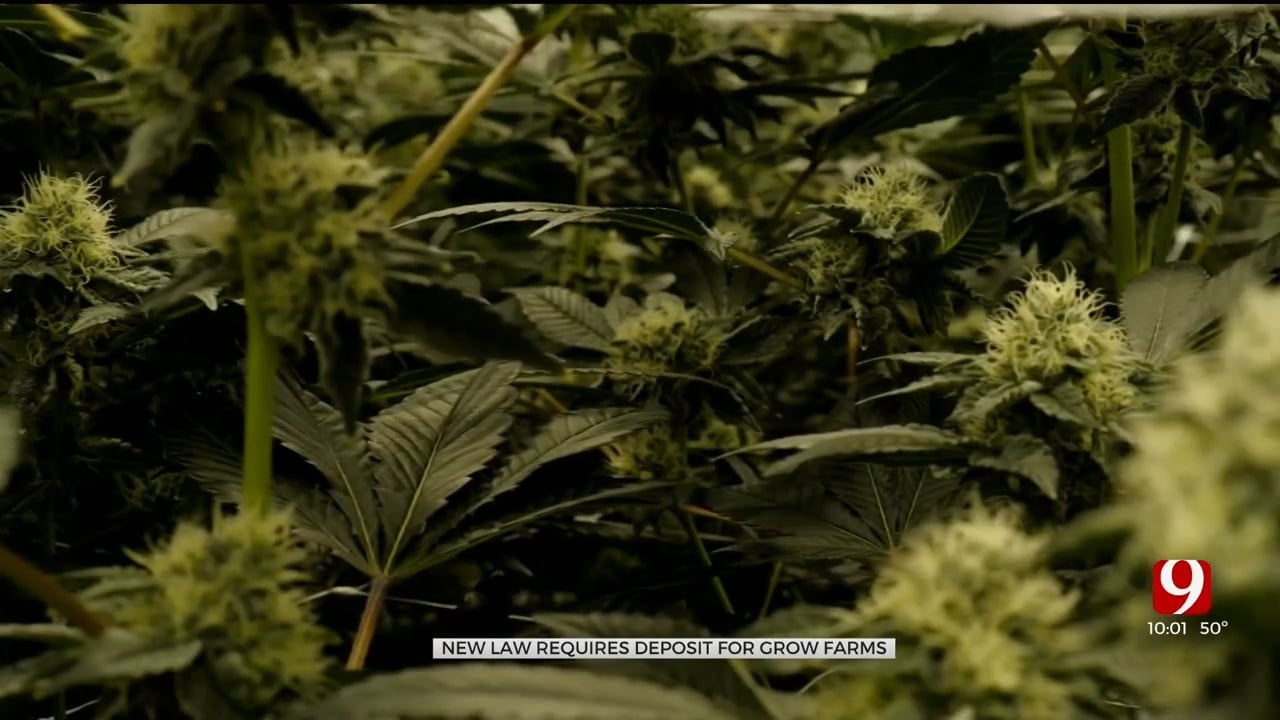 New Oklahoma Law Sets $50,000 Bond Fees For Marijuana Growers