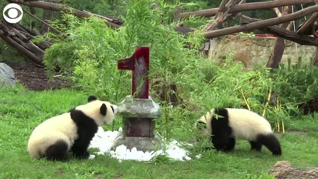 Watch: Panda Twins Celebrate First Birthday