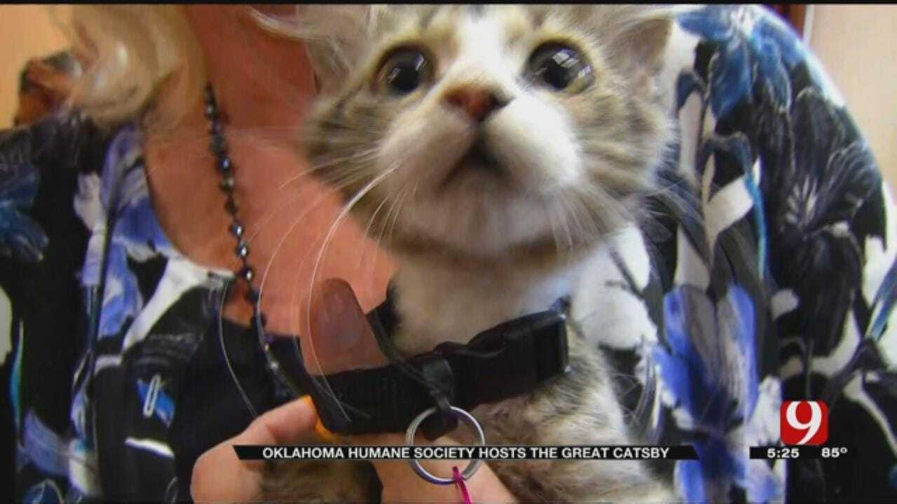 Skirvin Hotel Hosts Cat Adoption Event, 'The Great Catsby'