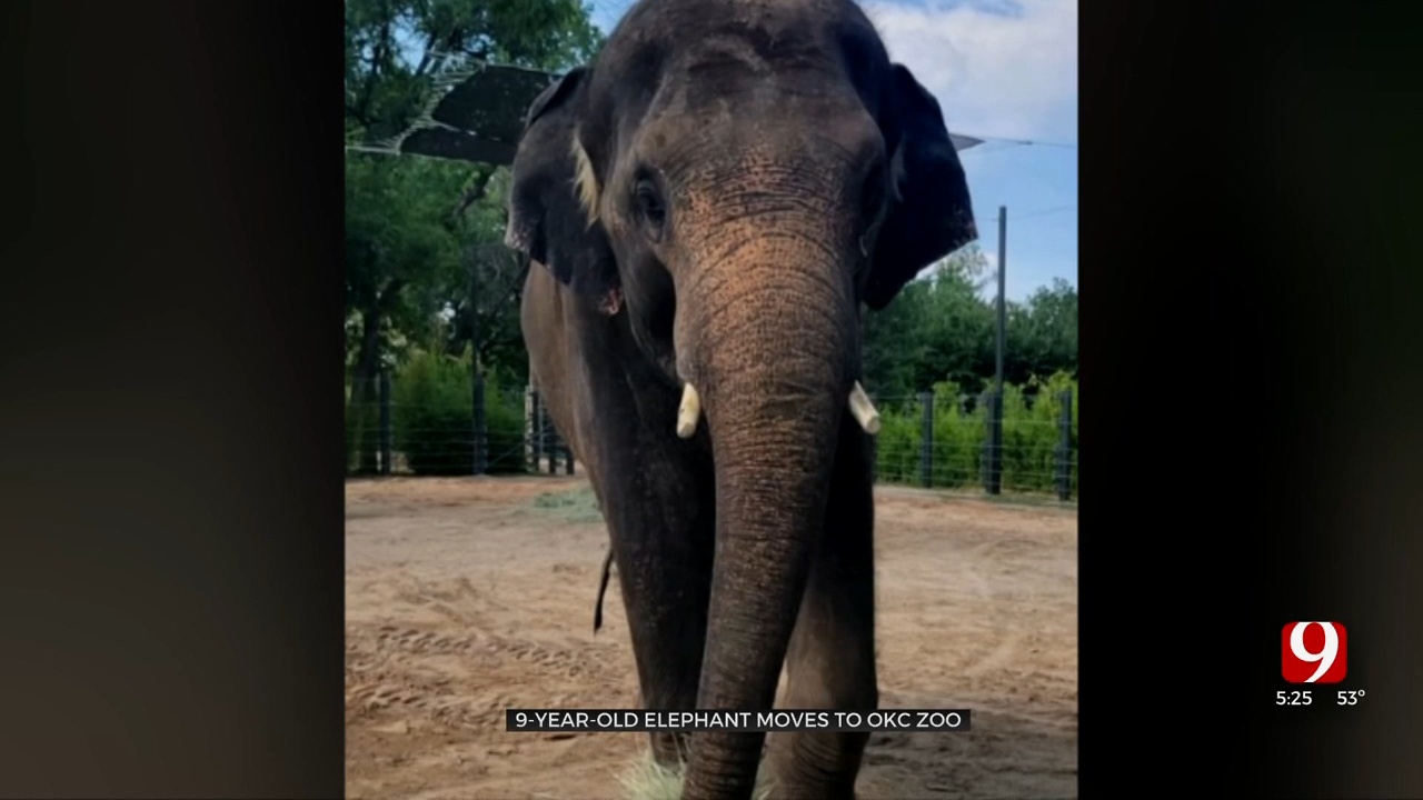 9-Year-Old Elephant Moves To OKC Zoo 
