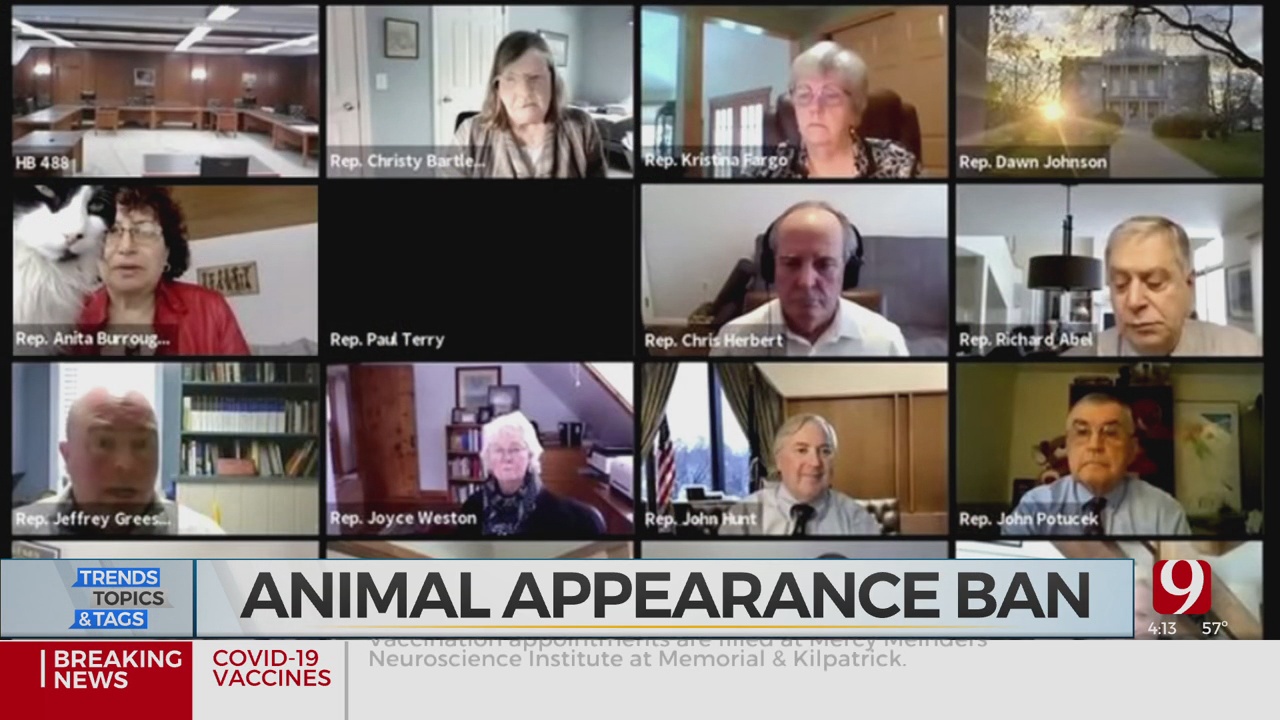 Trends, Topics & Tags: Animal Ban On Video Calls 