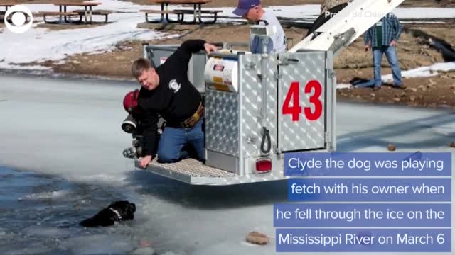 WATCH: Firefighters Rescue Dog From Icy River