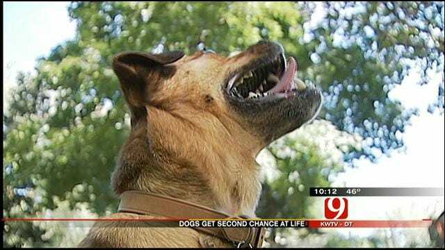 Oklahoma Dogs Find New Life Across State Lines