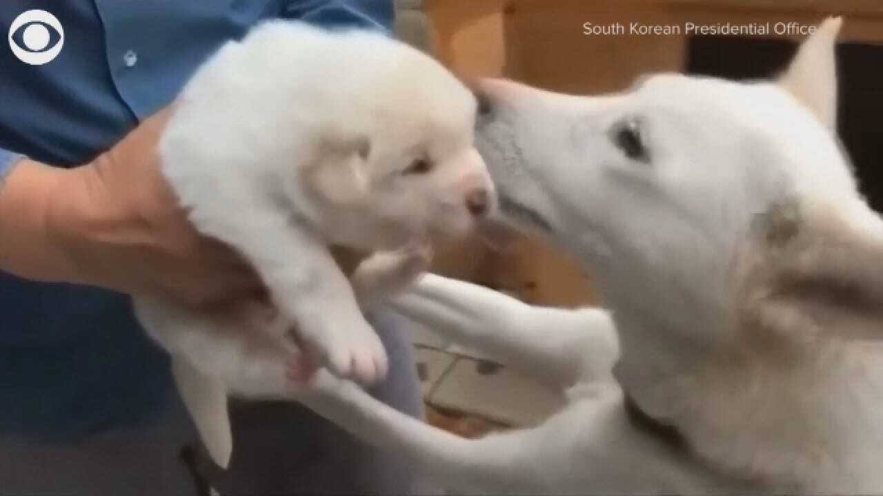 North Korean Pungsan Dog Has Puppies In South Korea