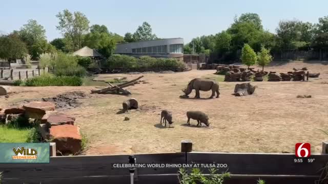 Wild Wednesday: World Rhino Day