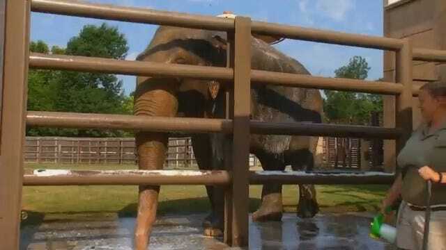Wild Wednesday: Sneezy The Bull Elephant At The Tulsa Zoo