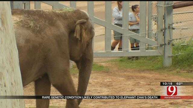 OKC Zoo: Rare Condition Contributed To Elephant's Unexpected Death