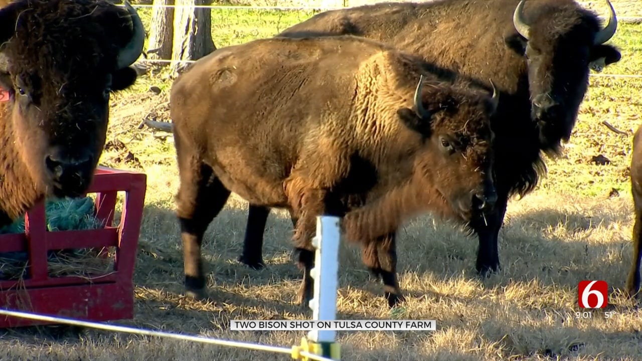 Owasso Man Looking For People Who Killed His Bison