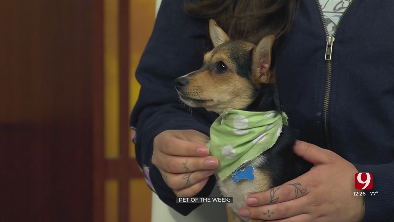 Pet Of The Week: Lily