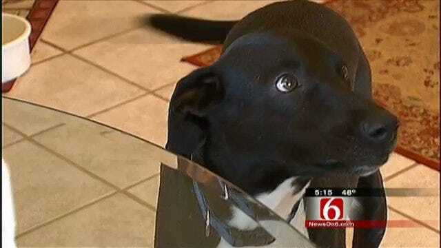 Meet Lucky, Bixby's Talking Dog