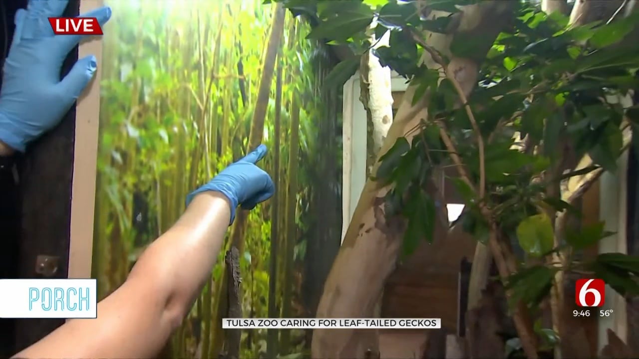 Tulsa Zoo Talks About Specific Care Plan For Giant Leaf-Tailed Gecko