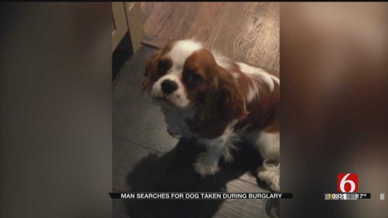 Dog Stolen During Home Burglary In Tulsa