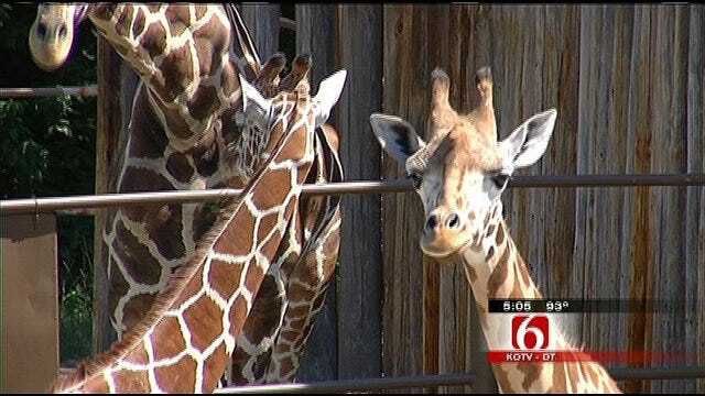 Get The 'Giraffe Experience' At Tulsa Zoo