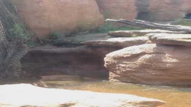 WEB EXTRA: News 9 Viewer Devin Dobson Shares Video Of Escaped Tiger At OKC Zoo