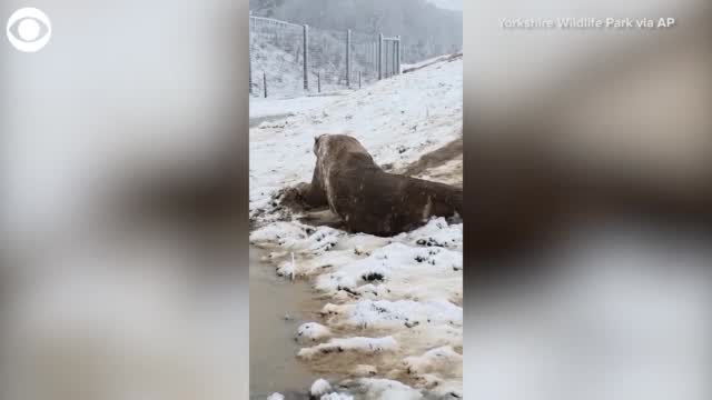 Watch: Polar Bears Enjoy A Snow Day