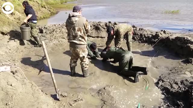 WATCH: Massive Mammoth Fossil Found In Russia