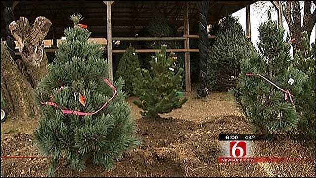 Wild Weather Made For Smaller Crop At Green Country Tree Farms