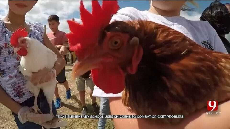 WATCH: Texas Elementary School Uses Chickens To Combat Cricket Problem