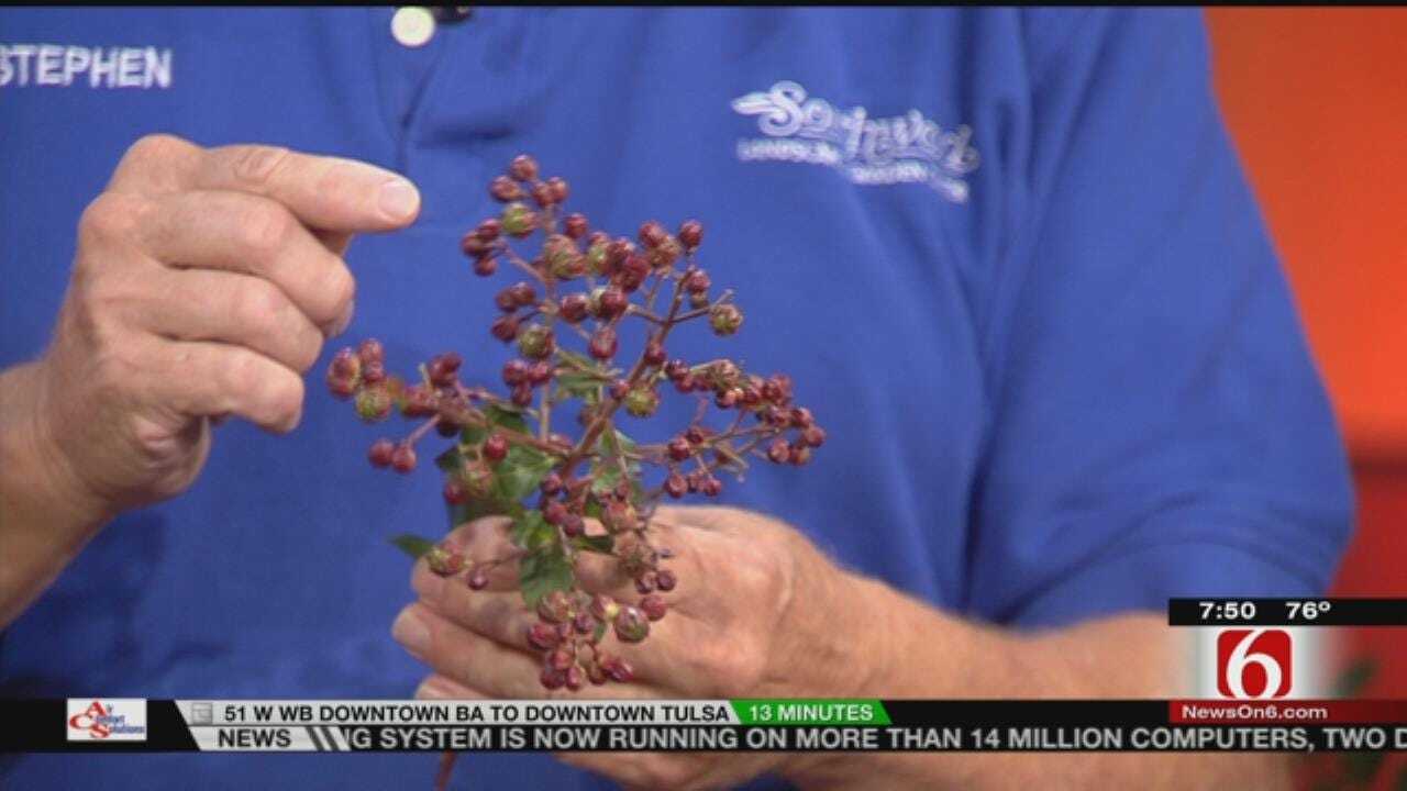 Your Crape Myrtle Questions Answered On 6 In The Morning