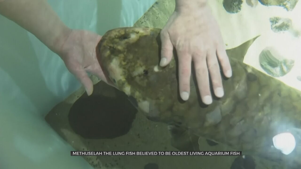 Lung Fish At San Francisco Museum Believed To Be Oldest Living Aquarium Fish In The World 