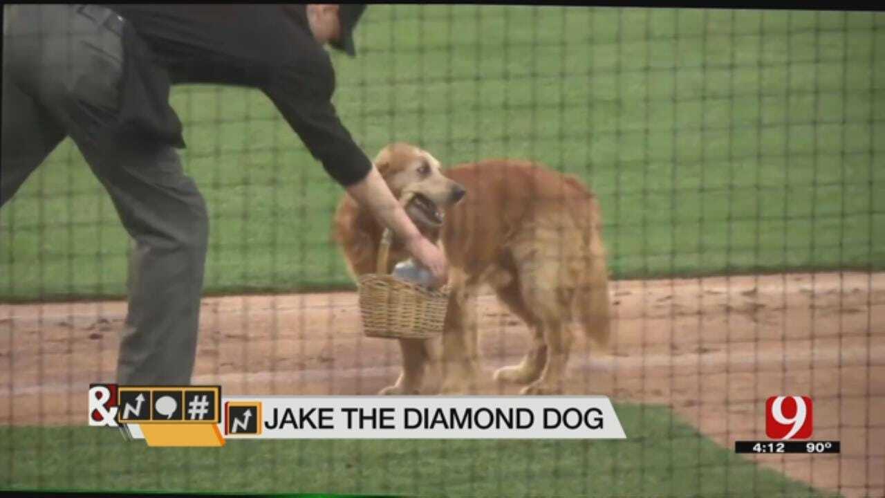 Trends, Topics & Tags: Jake ‘The Diamond Dog’