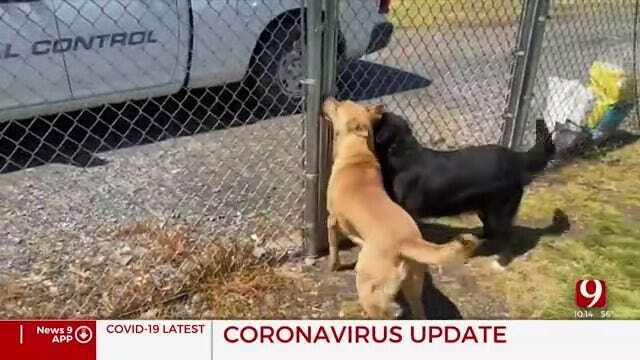 Foster Homes Needed For 200+ Animals After Flight To New Life Is Canceled Due To Coronavirus