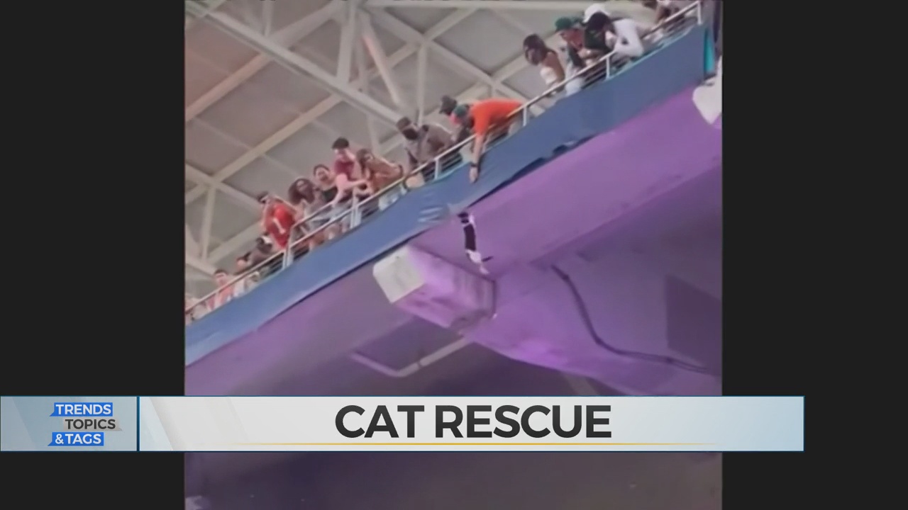 WATCH: Cat Survives Fall From Banister At College Football Game