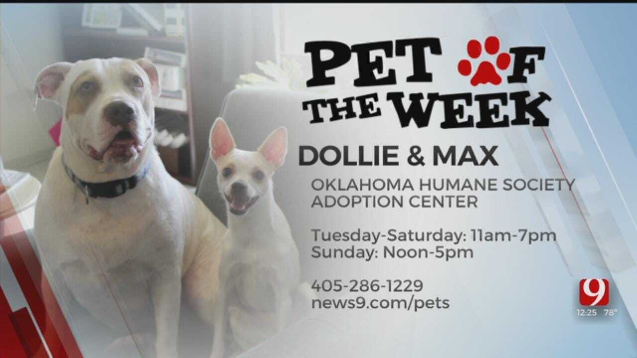 Pets of the Week: Dollie & Max