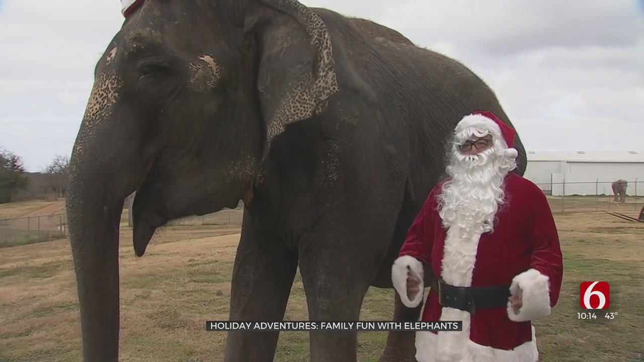 Holiday Adventures: Elephants Help Families Celebrate The Holidays In Hugo