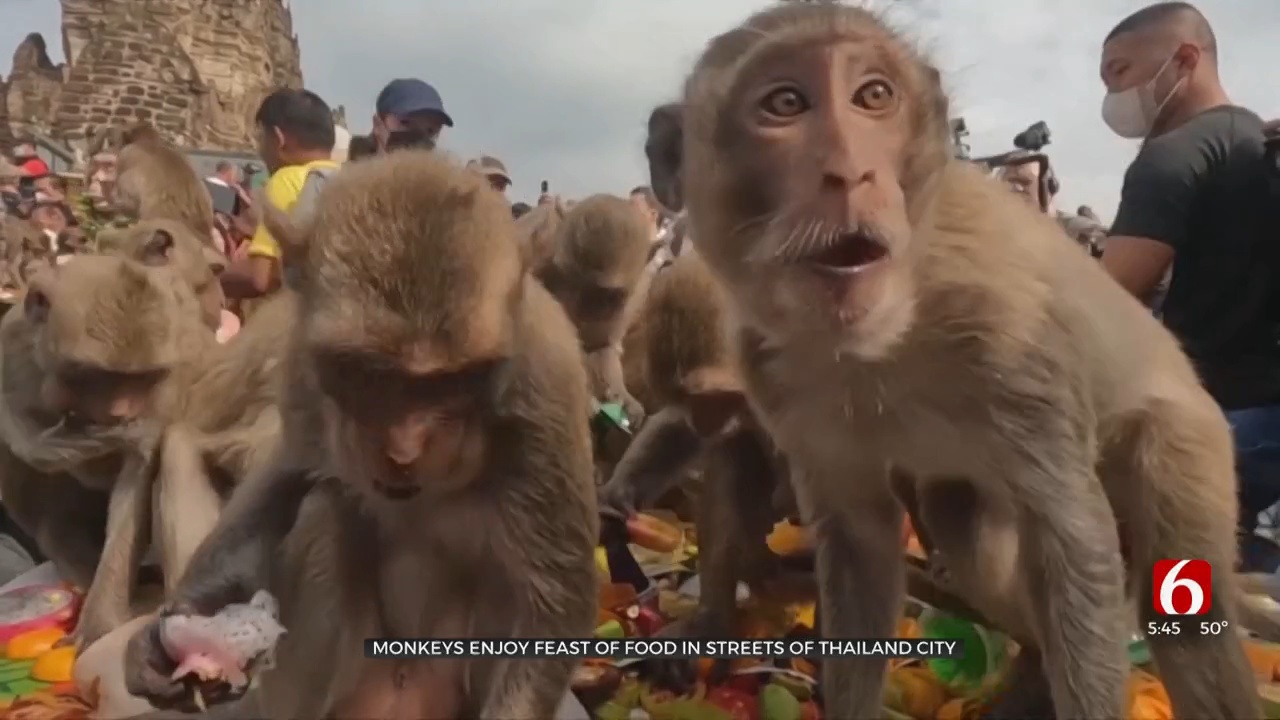 Monkeys Enjoy Feast Of Food In Streets Of Thailand City