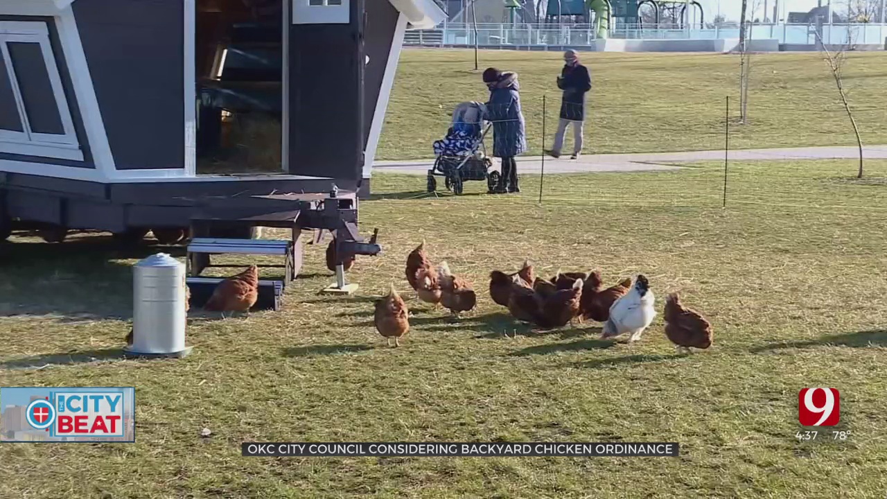 OKC's City Council Considering Backyard Chicken Ordinance